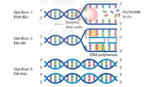 hinh-anh-bai-39-tai-ban-dna-va-phien-ma-tao-rna-9496-2