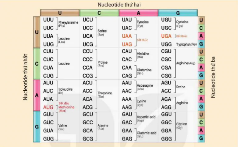 hinh-anh-bai-40-dich-ma-va-moi-quan-he-tu-gene-den-tinh-trang-9497-4