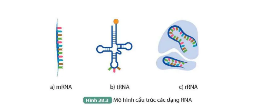 hinh-anh-bai-38-nucleic-acid-va-gene-9540-2