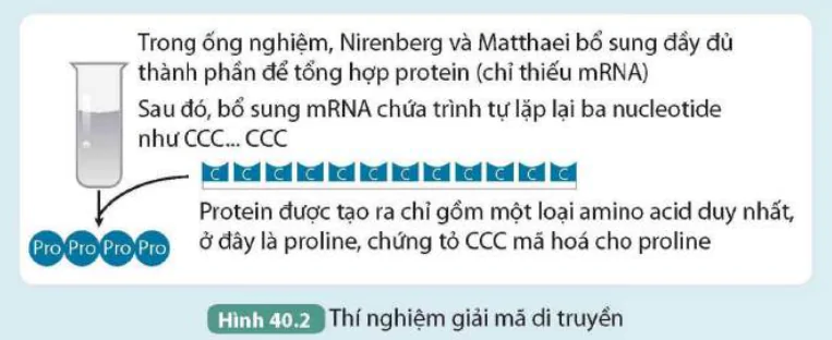 hinh-anh-bai-40-dich-ma-va-moi-quan-he-tu-gene-den-tinh-trang-9626-3