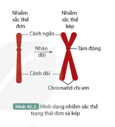 hinh-anh-bai-42-nhiem-sac-the-va-bo-nhiem-sac-the-9633-2