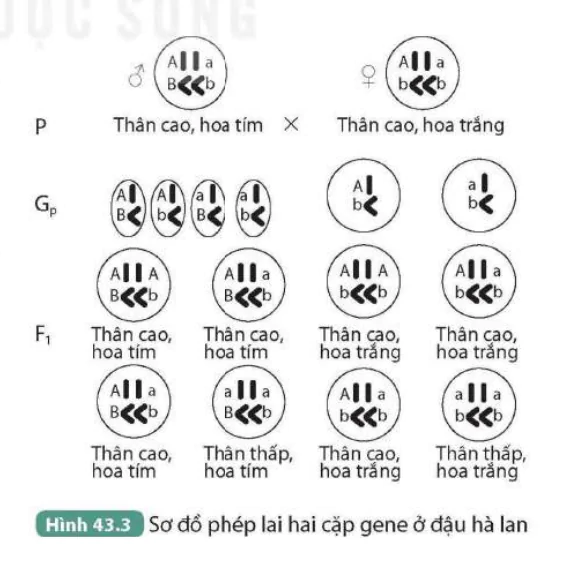 hinh-anh-bai-43-nguyen-phan-va-giam-phan-9639-2