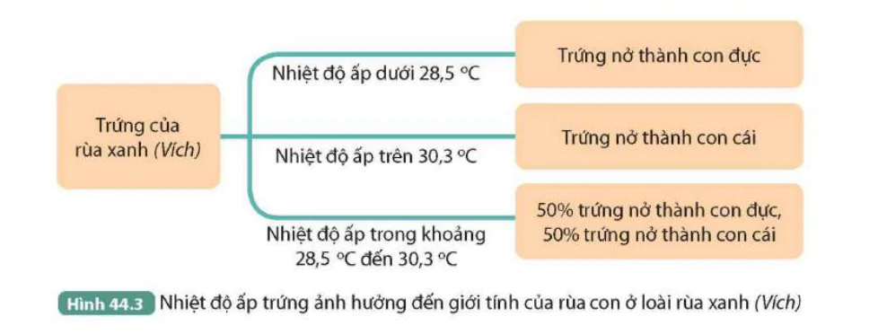 hinh-anh-bai-44-nhiem-sac-the-gioi-tinh-va-co-che-xac-dinh-gioi-tinh-9811-2