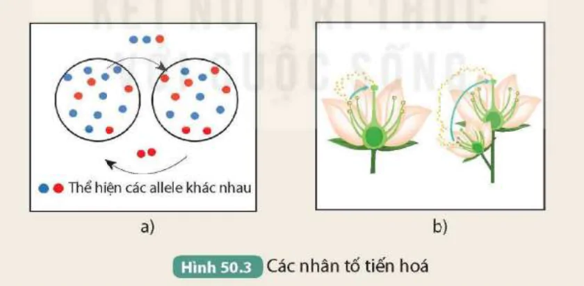 hinh-anh-bai-50-co-che-tien-hoa-9837-2