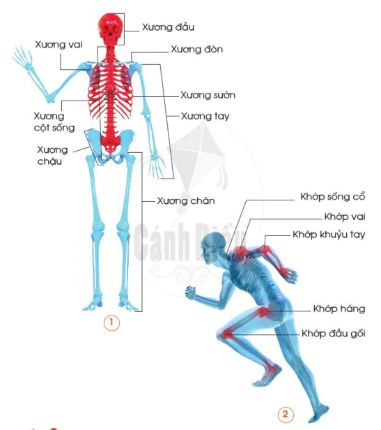 hinh-anh-bai-14-co-quan-van-dong-9963-2