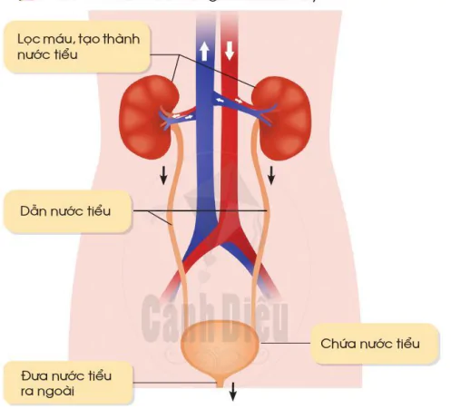 hinh-anh-bai-18-co-quan-bai-tiet-nuoc-tieu-phong-tranh-benh-soi-than-9967-2