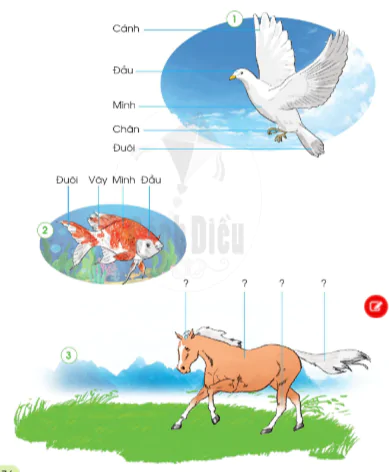 hinh-anh-bai-11-cac-con-vat-quanh-em-9995-2