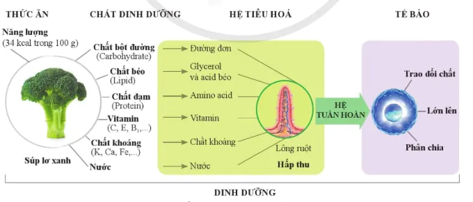 hinh-anh-bai-29-dinh-duong-va-tieu-hoa-o-nguoi-10857-2