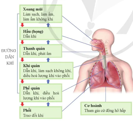 hinh-anh-bai-32-he-ho-hap-o-nguoi-10867-1