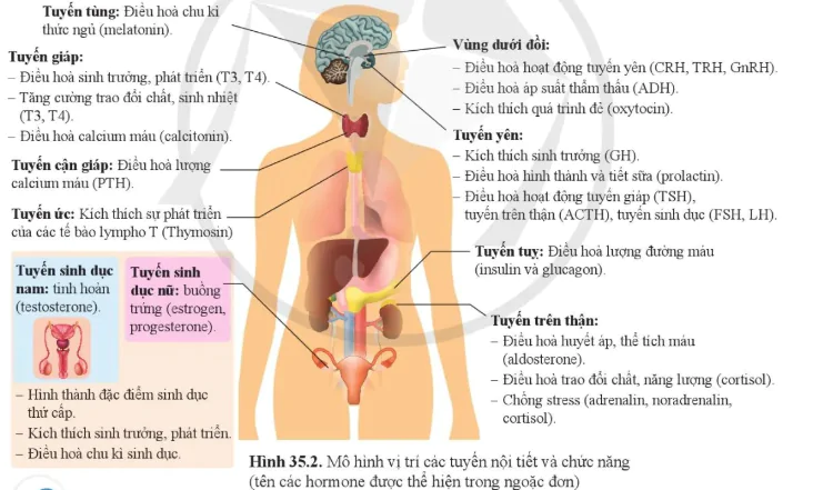 hinh-anh-bai-35-he-noi-tiet-o-nguoi-10947-2