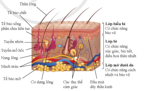 hinh-anh-bai-36-da-va-dieu-hoa-than-nhiet-o-nguoi-10952-2