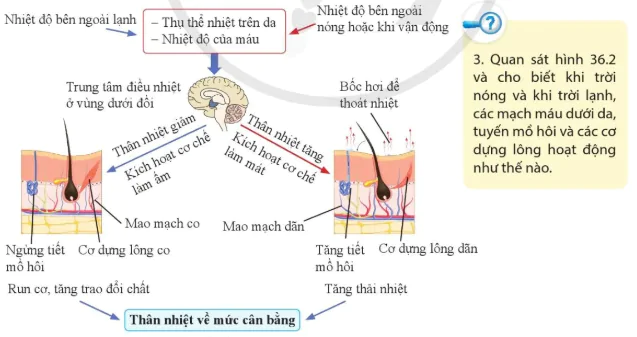 hinh-anh-bai-36-da-va-dieu-hoa-than-nhiet-o-nguoi-10952-5