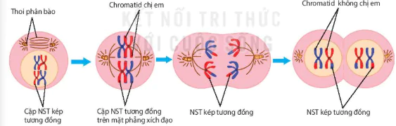 hinh-anh-bai-17-giam-phan-12853-0