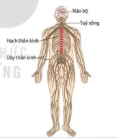 hinh-anh-bai-17-cam-ung-o-dong-vat-12865-2