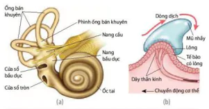 hinh-anh-bai-17-cam-ung-o-dong-vat-12865-14
