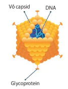 hinh-anh-bai-24-khai-quat-ve-virus-12878-1