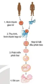 hinh-anh-bai-27-sinh-san-o-dong-vat-12898-2