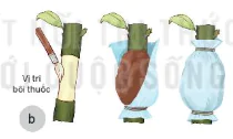 hinh-anh-bai-13-nhan-giong-cay-trong-13272-4