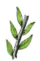 hinh-anh-bai-14-thuc-hanh-nhan-giong-cay-an-qua-bang-phuong-phap-ghep-13276-2