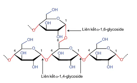 hinh-anh-bai-6-tinh-bot-va-cellulose-13504-1