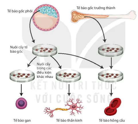hinh-anh-bai-2-te-bao-goc-va-mot-so-thanh-tuu-13223-2