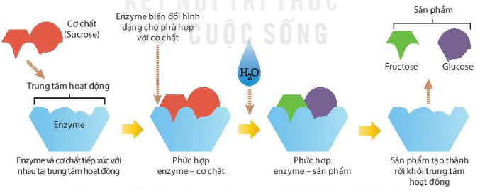 hinh-anh-bai-5-khai-quat-ve-cong-nghe-enzyme-13226-2