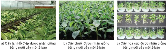 hinh-anh-bai-1-bai-mo-dau-13340-2
