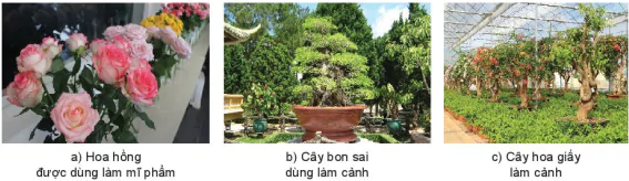 hinh-anh-bai-5-gioi-thieu-ve-hoa-cay-canh-13344-2