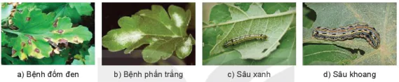 hinh-anh-bai-7-ki-thuat-trong-va-cham-soc-hoa-cuc-13346-8