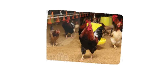 hinh-anh-bai-1-bai-mo-dau-13786-1