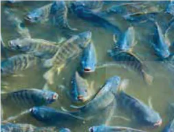 hinh-anh-bai-5-vai-tro-va-trien-vong-cua-cong-nghe-sinh-hoc-trong-thuy-san-13983-2