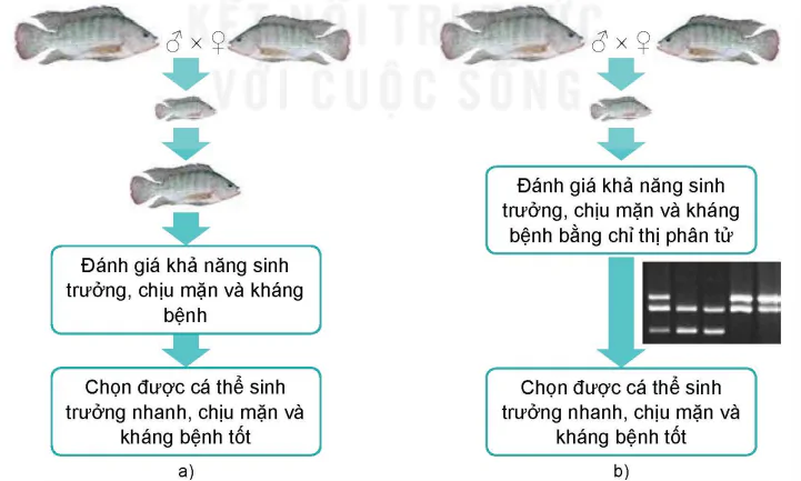 hinh-anh-bai-6-mot-so-ung-dung-cong-nghe-sinh-hoc-trong-chon-tao-giong-thuy-san-13984-2