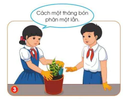 hinh-anh-bai-7-trong-cay-va-cham-soc-cay-canh-trong-chau-10151-22