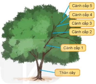 hinh-anh-bai-1-gioi-thieu-chung-ve-cay-an-qua-5983-4