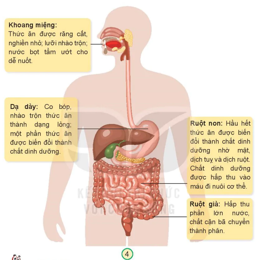 hinh-anh-bai-18-co-quan-tieu-hoa-7331-3