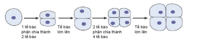 hinh-anh-bai-20-su-lon-len-va-sinh-san-cua-te-bao-7883-2