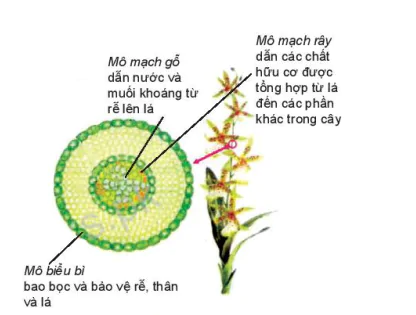 hinh-anh-bai-23-to-chuc-co-the-da-bao-7900-3