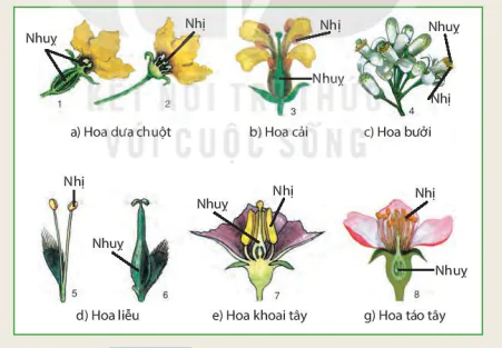 hinh-anh-bai-40-sinh-san-huu-tinh-o-sinh-vat-9046-3