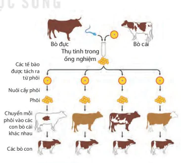 hinh-anh-bai-41-mot-so-yeu-to-anh-huong-va-dieu-hoa-dieu-khien-sinh-san-o-sinh-vat-9047-3