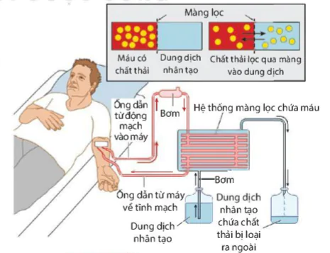 hinh-anh-bai-35-he-bai-tiet-o-nguoi-9292-6