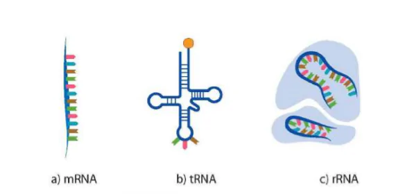 hinh-anh-bai-38-nucleic-acid-va-gene-9495-9