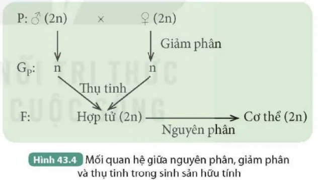 hinh-anh-bai-43-nguyen-phan-va-giam-phan-9639-3