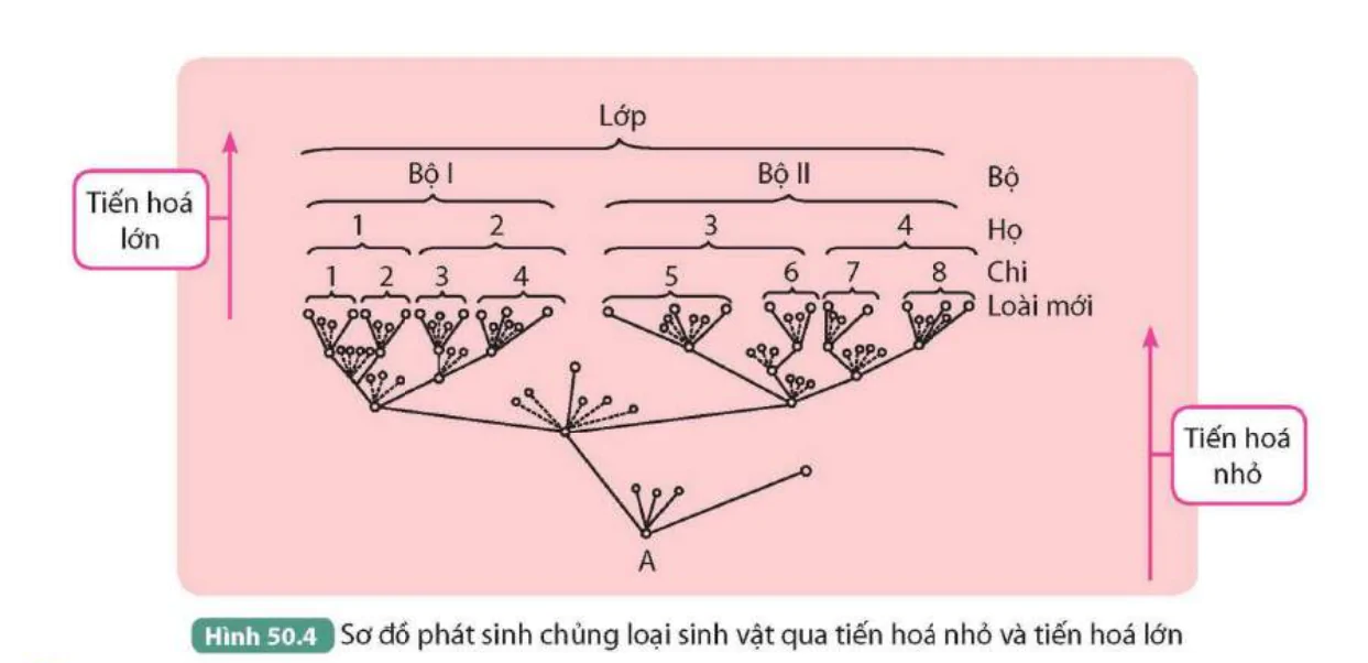 hinh-anh-bai-50-co-che-tien-hoa-9837-3