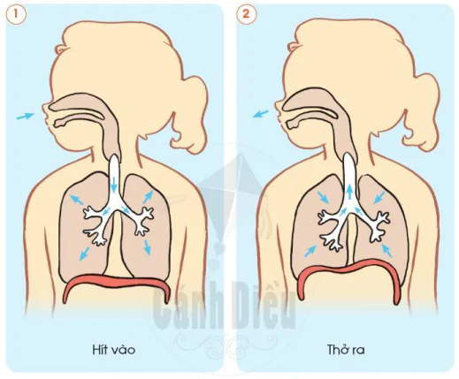 hinh-anh-bai-16-co-quan-ho-hap-9965-3