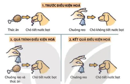 hinh-anh-bai-17-cam-ung-o-dong-vat-12865-15
