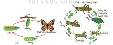 hinh-anh-bai-22-sinh-truong-va-phat-trien-o-dong-vat-12891-3