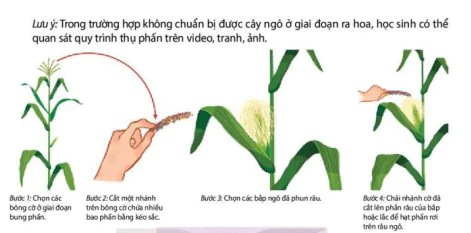 hinh-anh-bai-26-thuc-hanh-nhan-giong-vo-tinh-va-thu-phan-cho-cay-12895-3