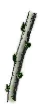 hinh-anh-bai-14-thuc-hanh-nhan-giong-cay-an-qua-bang-phuong-phap-ghep-13276-3