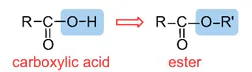 hinh-anh-bai-1-ester-lipid-13499-3