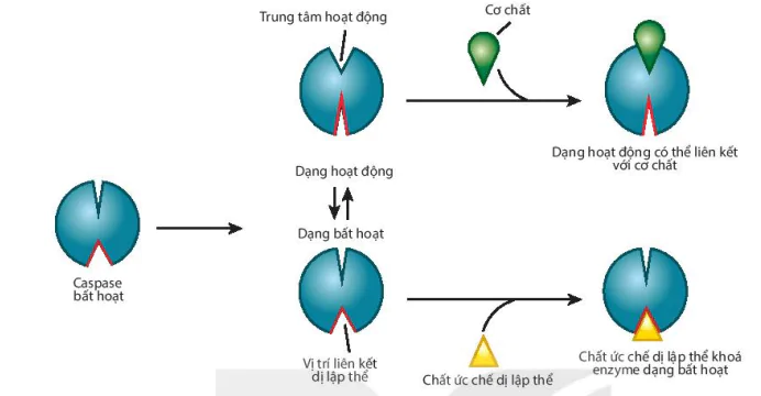 hinh-anh-bai-5-khai-quat-ve-cong-nghe-enzyme-13226-3